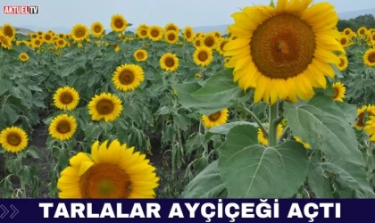 Tarlalar Ayçiçeği Açtı