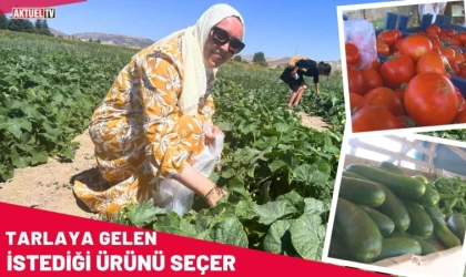 Tarlaya Gelen İstediğini Seçer