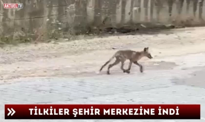 Tilkiler Şehir Merkezine İndi