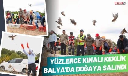 Üretilen Kınalı Keklikler Balya’da Doğaya Salındı