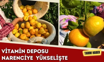 Vitamin Deposu Narenciye Yükselişte