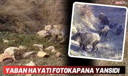 Yaban Hayatı Fotokapana Yansıdı