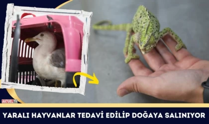 Yaralı Hayvanlar Tedavi Edilip Doğaya Salınıyor