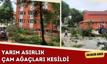 Balıkesir'de Yarım Asırlık Ağaçlar Kesildi