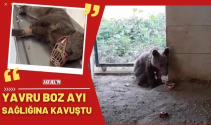 Yavru Boz Ayı Sağlığına Kavuştu