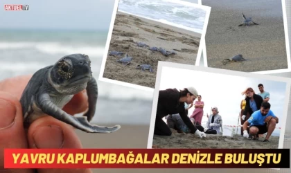 Yavru Kaplumbağalar Denizle Buluştu