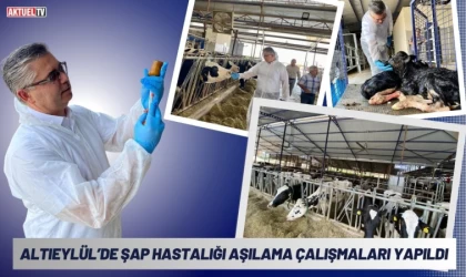 Altıeylül’de Şap Hastalığı Aşılama Çalışmaları Yapıldı