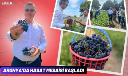 Aronya’da Hasat Mesaisi Başladı