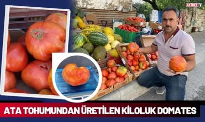 Ata Tohumundan Üretilen Kiloluk Domates