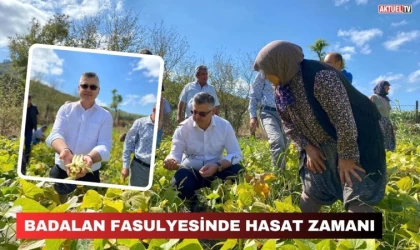 Badalan Fasulyesinde Hasat Zamanı