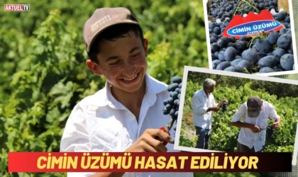 Cimin Üzümü Hasat Ediliyor