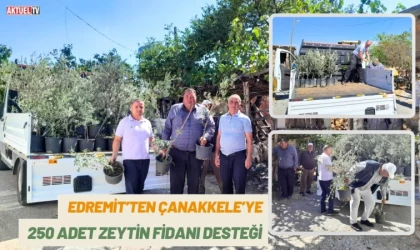 Edremit’ten Çanakkele’ye 250 Adet Zeytin Fidanı Desteği