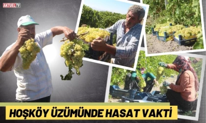 Hoşköy Üzümünde Hasat Vakti