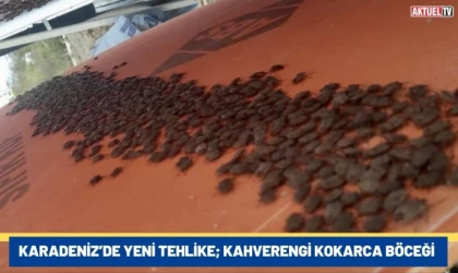 Karadeniz’de Yeni Tehlike; Kahverengi Kokarca Böceği