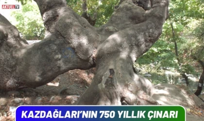 Kazdağları'nın 750 Yıllık Çınarı