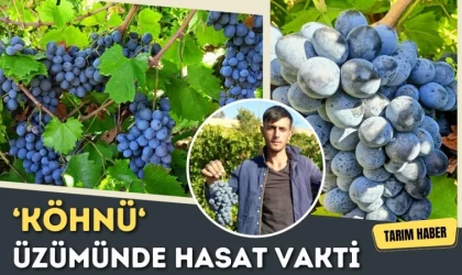 Köhnü Üzümünde Hasat Vakti