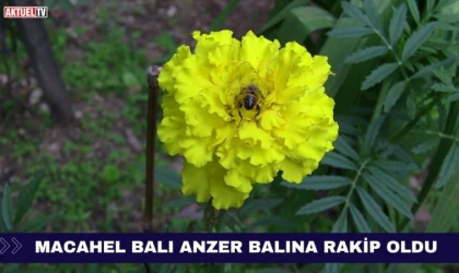 Macahel Balı Anzer Balına Rakip Oldu