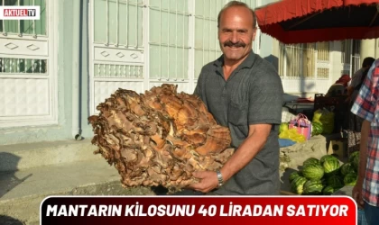 Mantarın Kilosunu 40 Liradan Satıyor