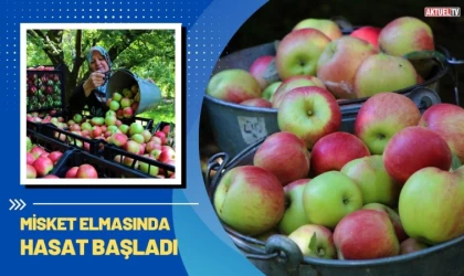 Misket Elmasında Hasat Başladı