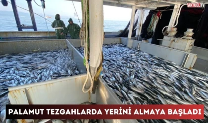 Palamut Tezgahlarda Yerini Almaya Başladı