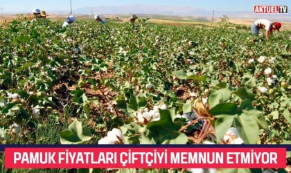 Pamuk Fiyatları Çiftçiyi Memnun Etmiyor