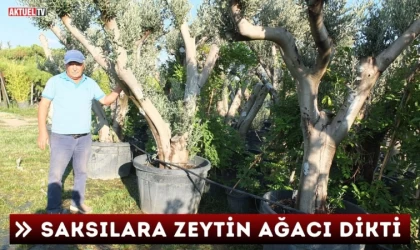 Saksılara Zeytin Ağacı Ekti