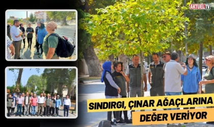 Sındırgı, Çınar Ağaçlarına Değer Veriyor