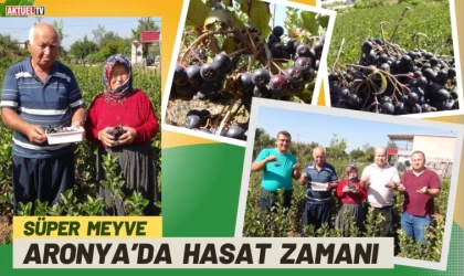 Süper Meyve Aronya’da Hasat Zamanı