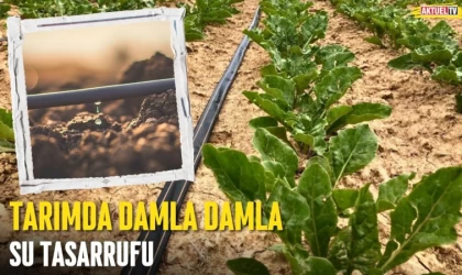 Tarımda Damla Damla Su Tasarrufu