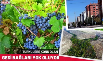 Türkülere Konu Olan Gesi Bağları Yok Oluyor