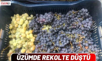 Üzümde Rekolte Düştü