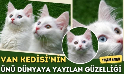 Van Kedisi’nin Ünü Dünyaya Yayılan Güzelliği