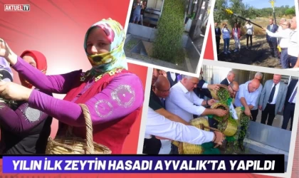 Yılın İlk Zeytin Hasadı Ayvalık’ta Yapıldı