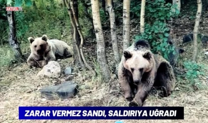 Zarar Vermez Sandı Saldırıya Uğradı