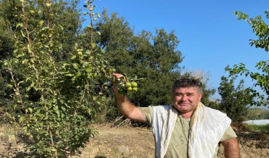 Armut Ağacı İkinci Meyvesini Verdi