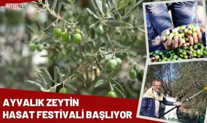 Ayvalık Zeytin Hasat Festivali Başlıyor