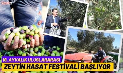 Balıkesir Zeytin Hasat Festivali Başlıyor