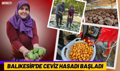 Balıkesir'de Ceviz Hasadı Başladı