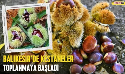 Balıkesir'de Kestaneler Toplanmaya Başladı