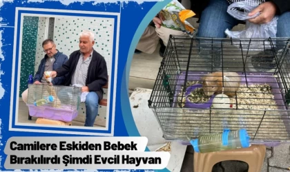 Camilere Eskiden Bebek Bırakılırdı Şimdi Evcil Hayvan