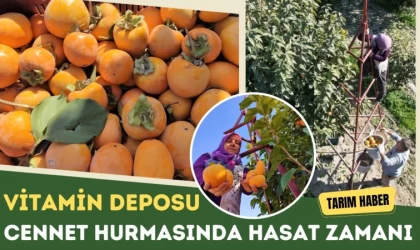 Cennet Hurmasında Hasat Zamanı