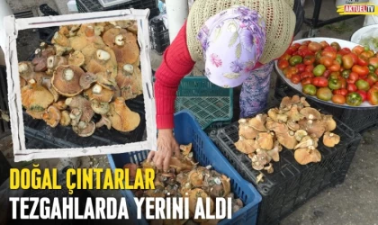 Çıntarlar Tezgahlarında Yerini Aldı