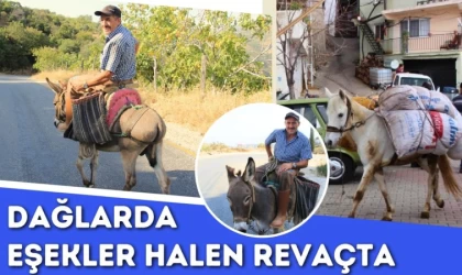 Dağlarda Eşekler Halen Revaçta