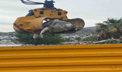 Deniz Kaplumbağası Sahilde Bulundu