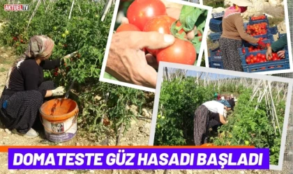 Domateste Güz Hasadı Başladı