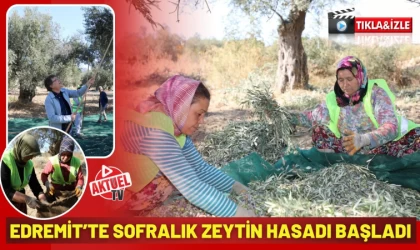 Edremit’te Zeytin Hasadı Başladı