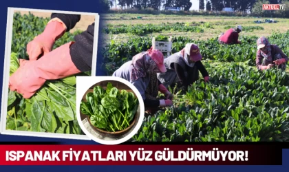 Ispanak Fiyatları Yüz Güldürmüyor!