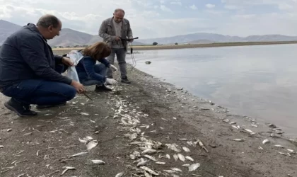 İsrail Sazanları Karaya Vurdu