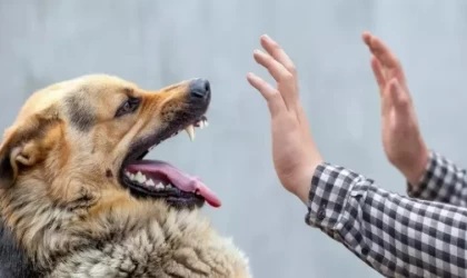 Kuduz Hastalığı Eğitimi Verildi