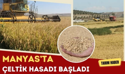 Manyas’ta Çeltik Hasadı Başladı